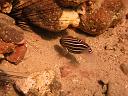 Blackbar Cardinalfish